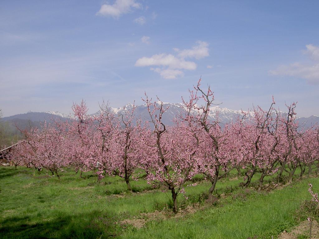 Agriturismo Il Frutto Permesso Bibiana ภายนอก รูปภาพ