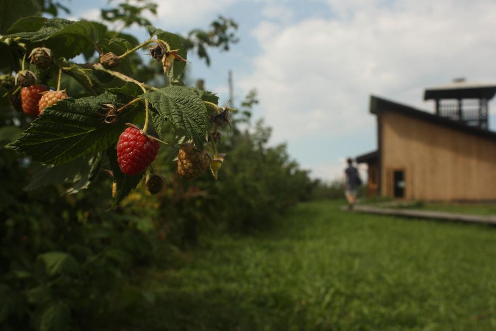 Agriturismo Il Frutto Permesso Bibiana ภายนอก รูปภาพ